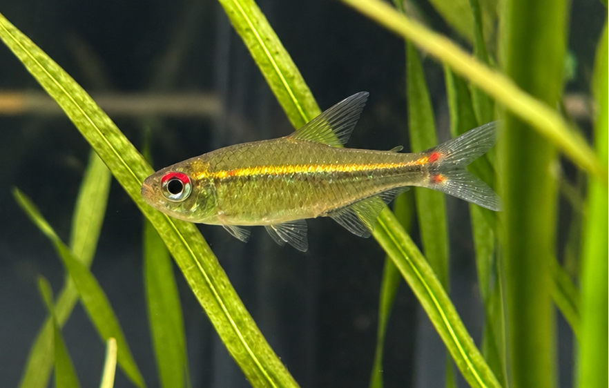 Red Eye Goethei Tetra