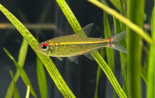 Red Eye Goethei Tetra