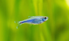 Cochu’s Blue Tetra