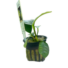 Anubias Coffeefolia