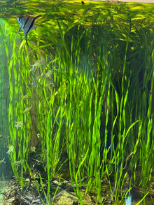 Vallisneria Corkscrew