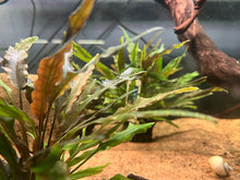 Cryptocoryne Lutea-Pot