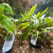Cryptocoryne Undulata
