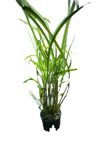 Cryptocoryne Spiralis-Pot