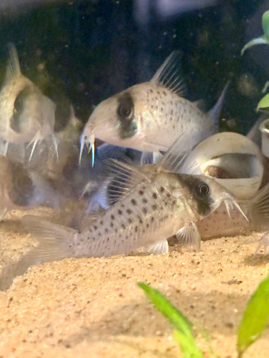 Super Fairy Spot Cory-L