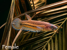 Betta Unimaculata Breeding Pair WYSIWYG