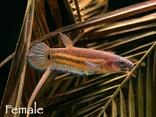 Betta Unimaculata Breeding Pair WYSIWYG