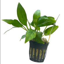 Anubias Frazeri