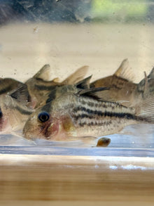 Axelrodi Cory