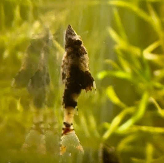 Bumblebee Otocinclus