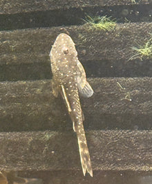 Galaxy Otocinclus