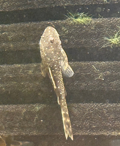 Galaxy Otocinclus