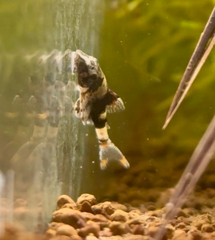 Bumblebee Otocinclus