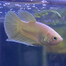 WYSIWYG Golden Phoenix Roundtail Betta #2