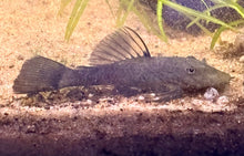 Shortfin Green Dragon Bristlenose Pleco