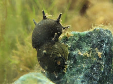 Horned Nerite