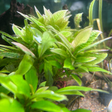Hygrophila Corymbosa 'Kompakt'