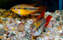 Apistogramma Agassizi Double Red PAIR