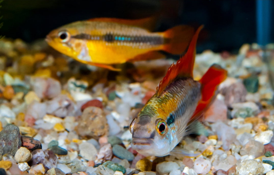 Apistogramma Agassizi Double Red PAIR