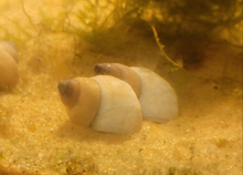 Ghost Piano Snail