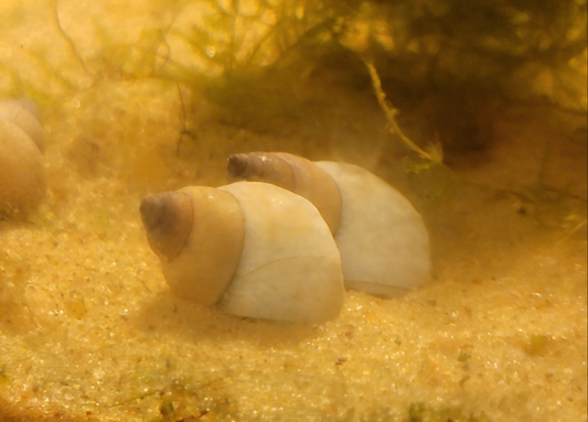 Ghost Piano Snail
