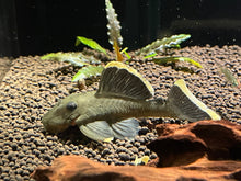 L047 Mango Pleco