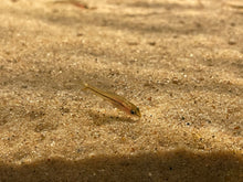 Mango Loach