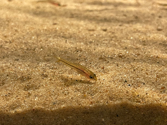 Mango Loach