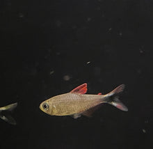 Junior Tetra