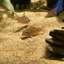 Corydoras Pantanalensis