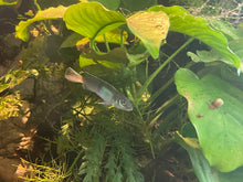 Nanochromis nudiceps