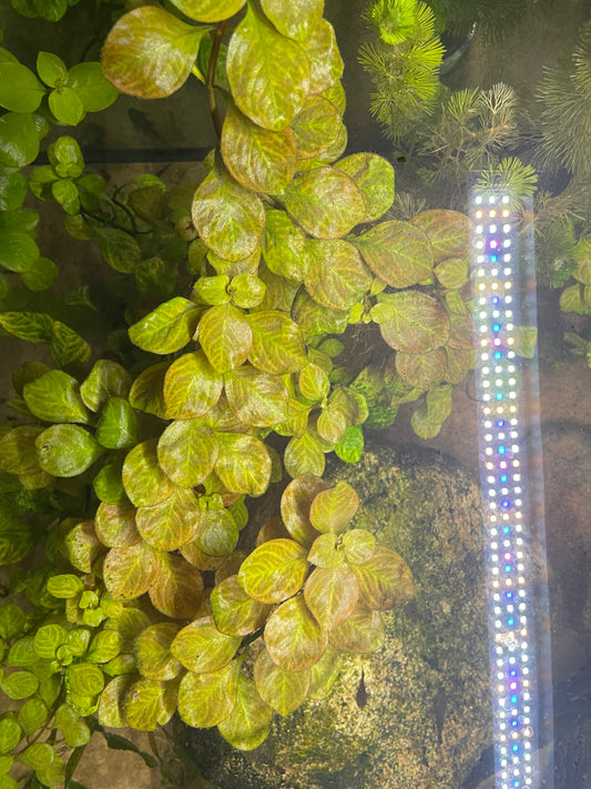 Ludwigia Red Skeleton