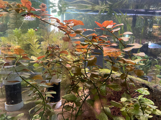Ludwigia Red Skeleton