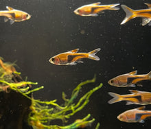 Trigonostigma Truncata