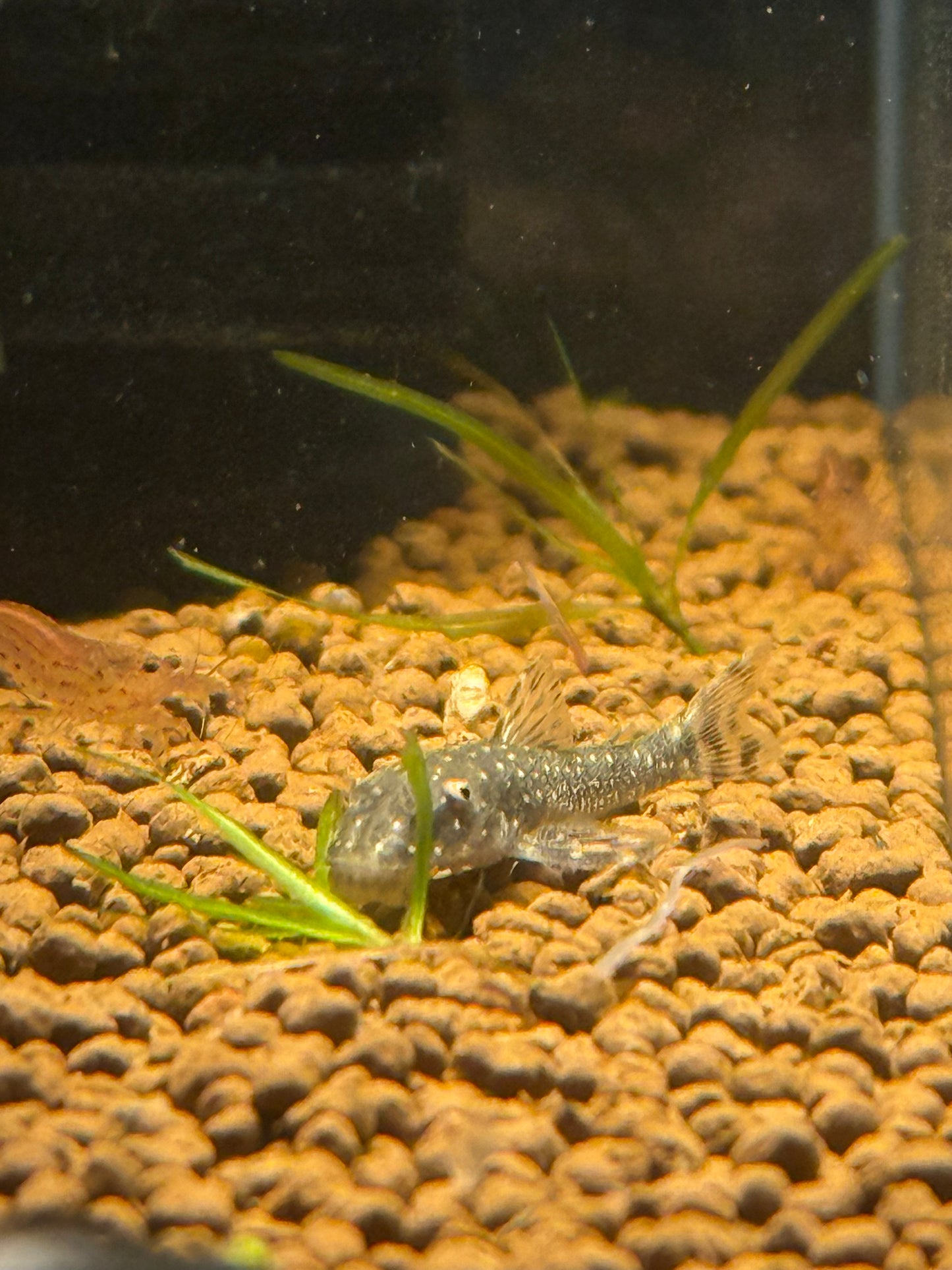Galaxy Otocinclus