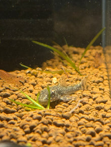 Galaxy Otocinclus