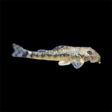 Pitbull Pleco