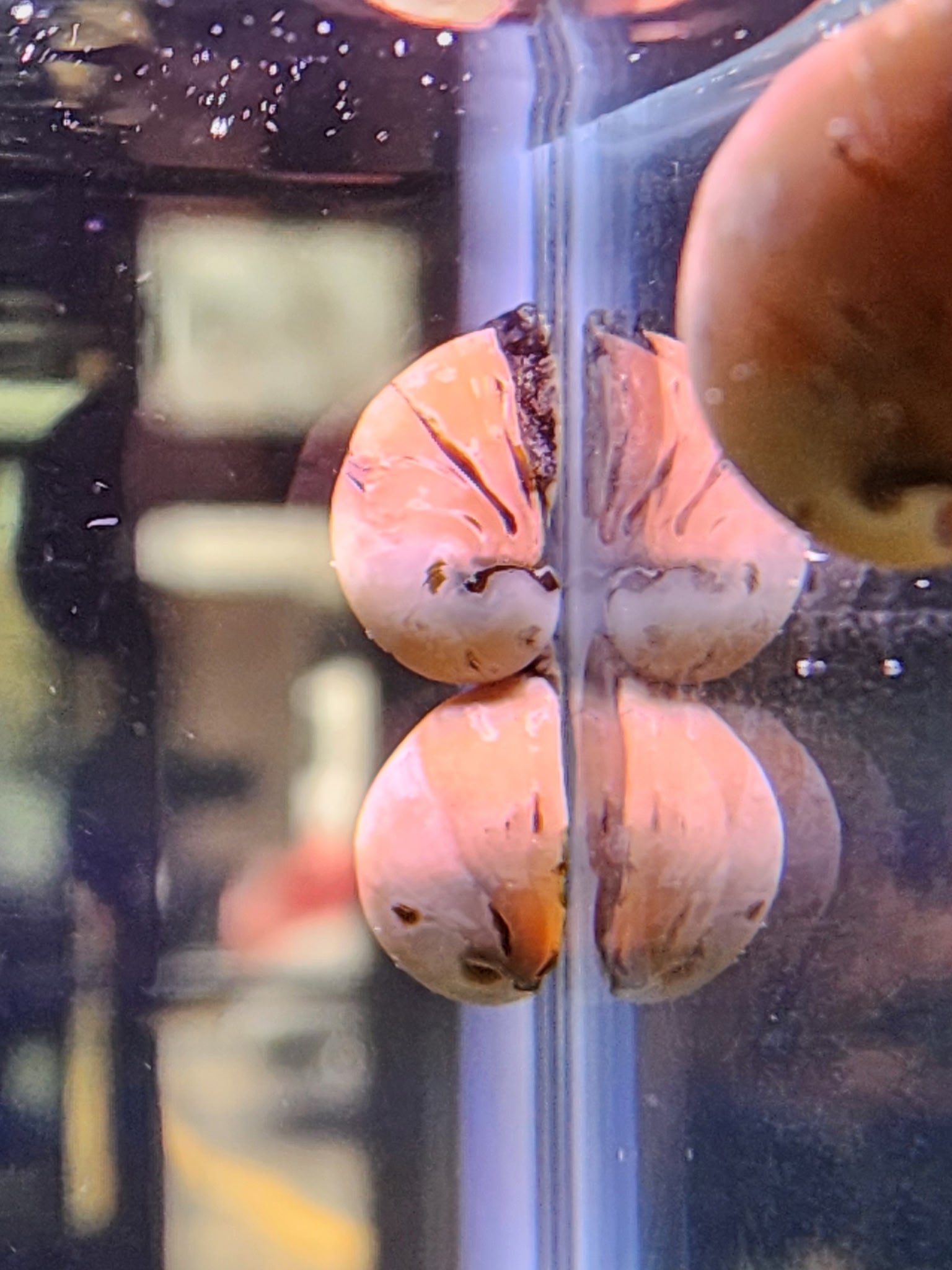 Pink Racer Nerite Snail – Nu Aqua