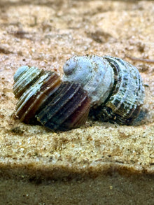 Blue 'Turbo' Snail