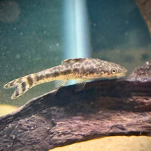 Otocinclus arnoldi-L
