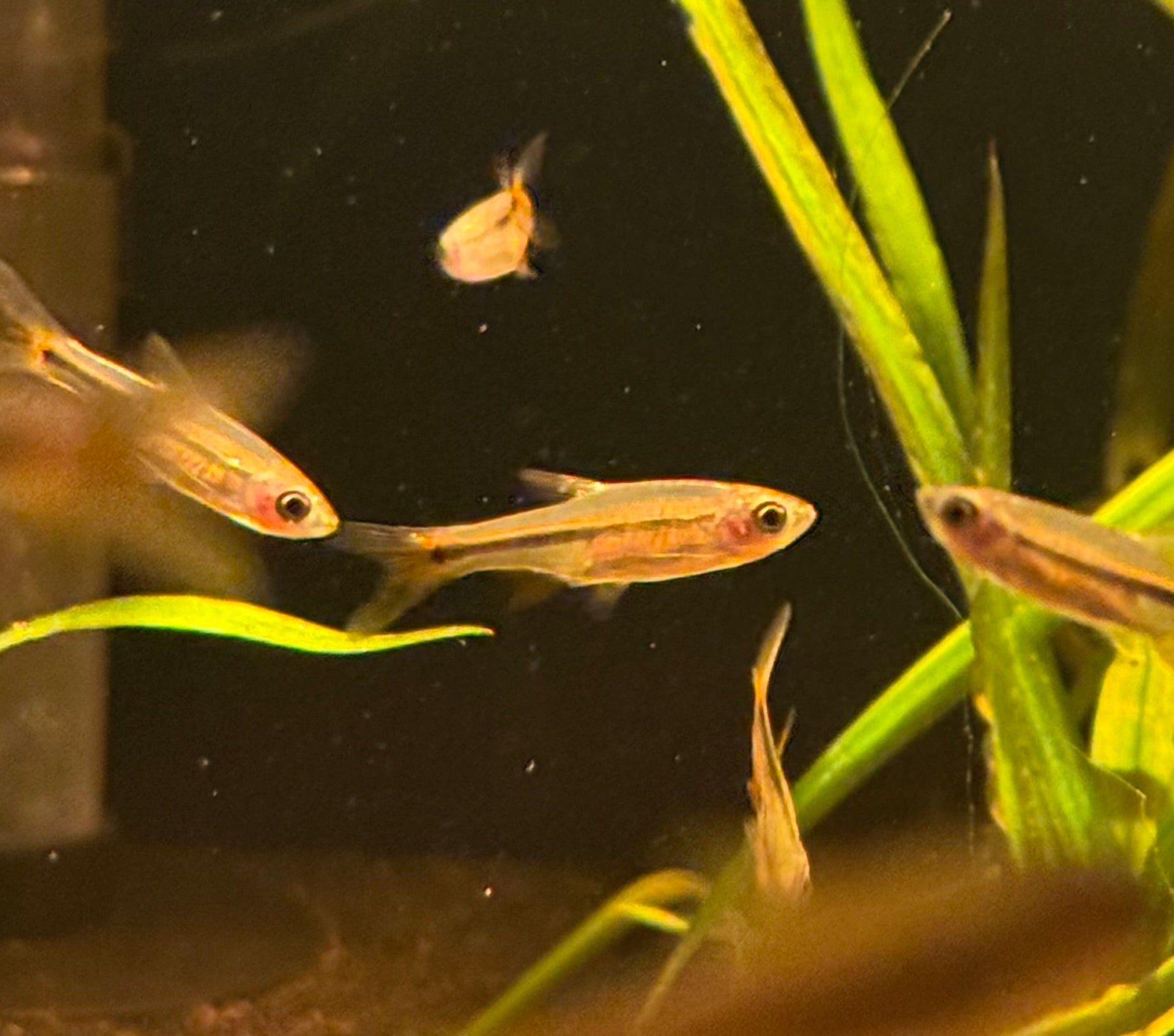 Red Raspitora Fish Red Cherry Rasbora – Nu Aqua