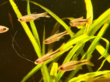Red Cherry Rasbora