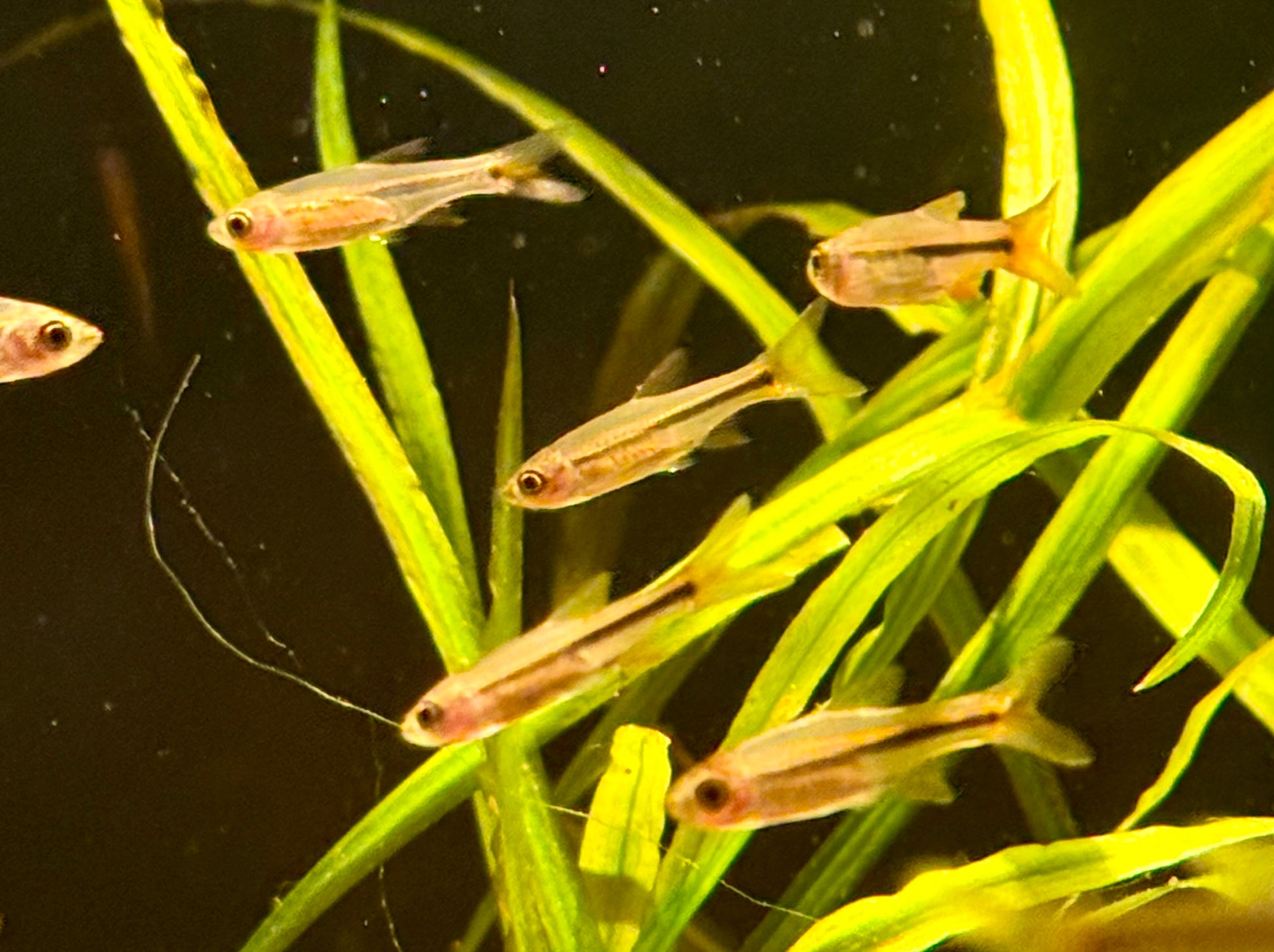 Red Raspitora Fish Red Cherry Rasbora – Nu Aqua