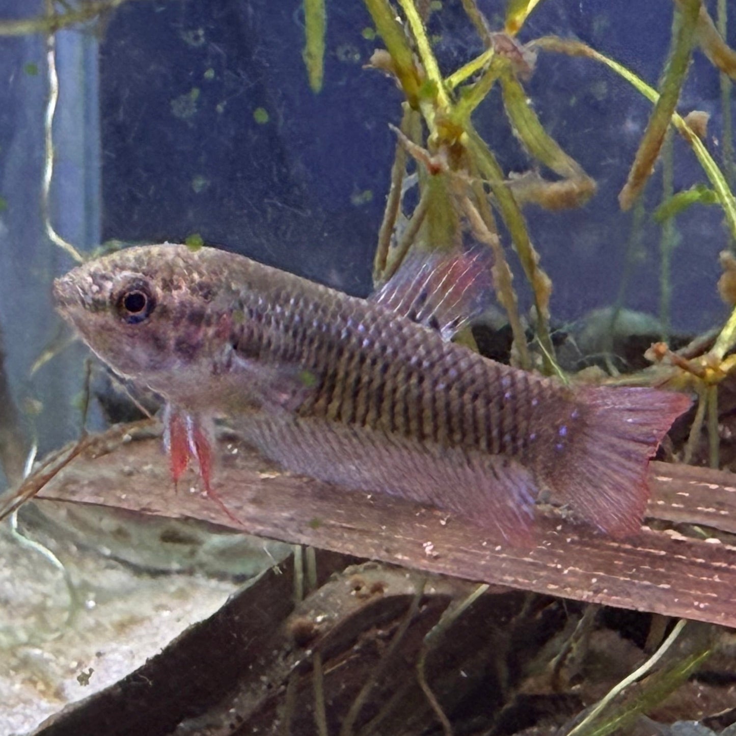WYSIWYG Betta Imbellis PAIR