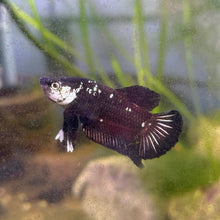 WYSIWYG Black Mamba Betta Male