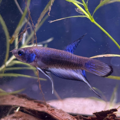 WYSIWYG Betta Imbellis PAIR