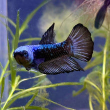 WYSIWYG Green and Black Dragon Plakat Betta Male