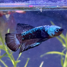 WYSIWYG Green and Black Dragon Plakat Betta Male