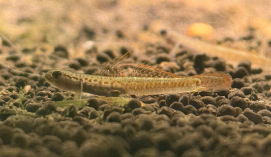 Annie's Goby