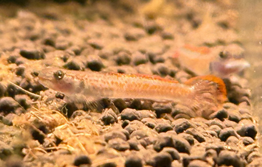 Annie's Goby